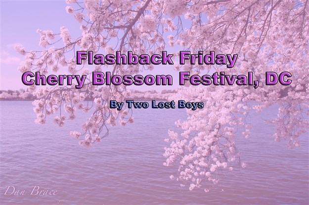 Flashback Friday - Washington, D.C. Cherry Blossoms 2015