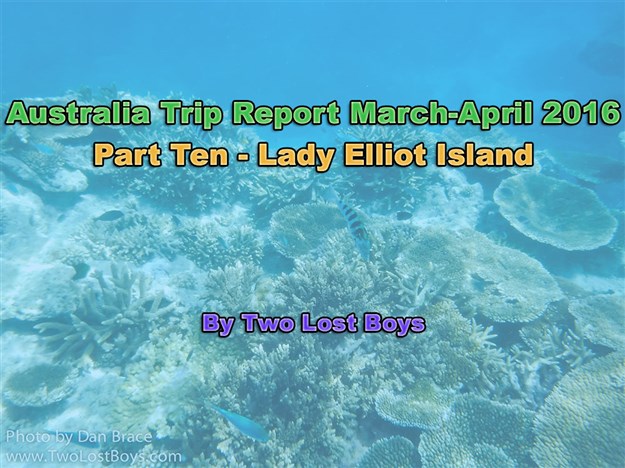 Australia March-April 2016 Trip Report, Part 10 - Lady Elliot Island